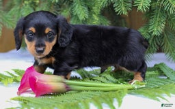Miniature Dachshund dogs for sale: Lonnie - Image 5
