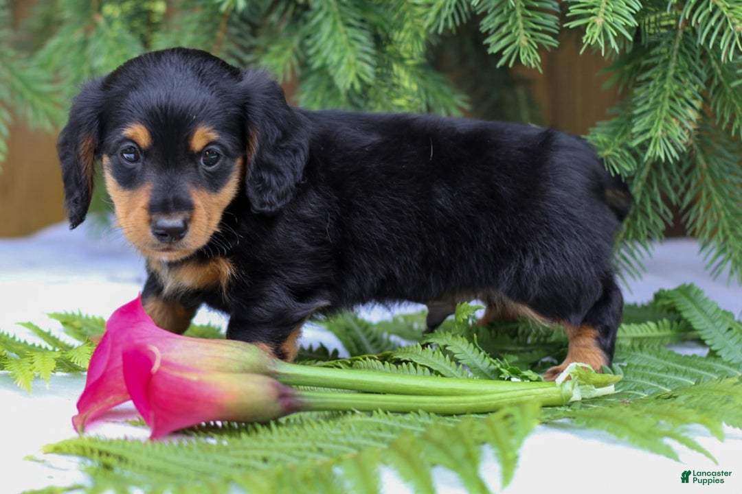 Miniature Dachshund dogs for sale: Lonnie - Image 5
