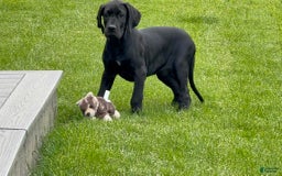 Great Dane dogs for sale: Areona - Image 6
