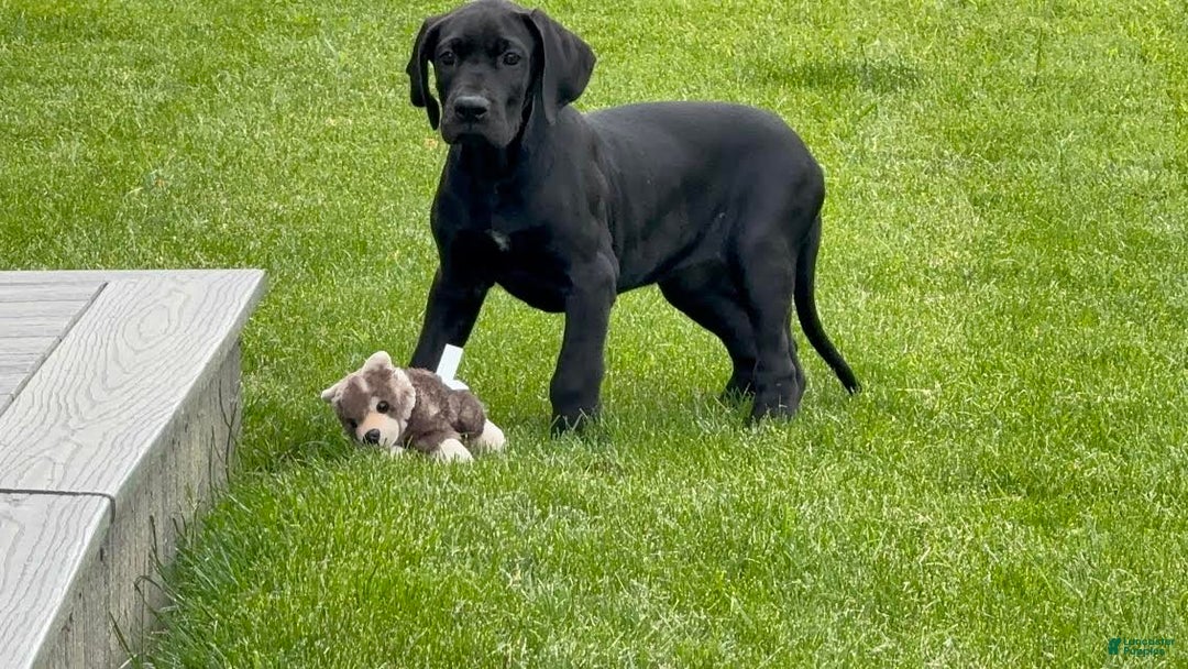 Great Dane dogs for sale: Areona - Image 6