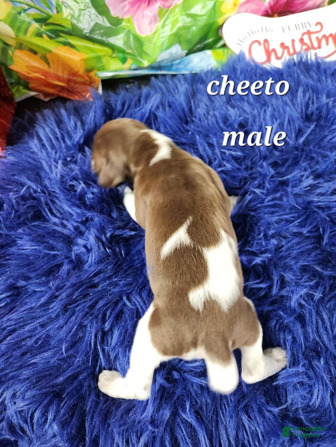 German Shorthaired Pointer dogs for sale: Cheeto - Image 2