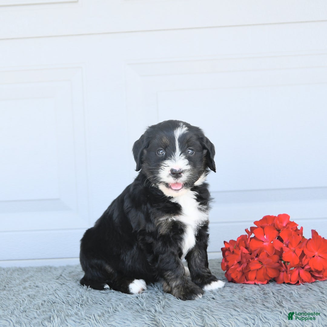 Miniature Bernese Mountain Dog dogs for sale: Candy - Image 9