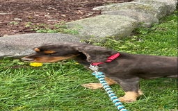 Cocker Spaniel dogs for sale: Asher - Image 7
