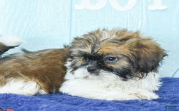Shih Tzu dogs for sale: Kaden Drew - Image 1