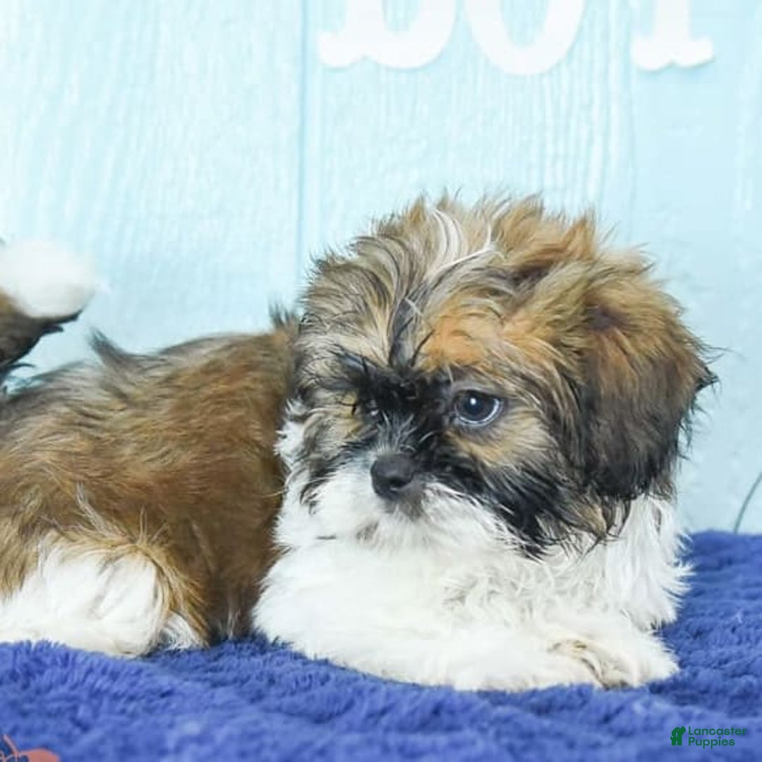 Shih Tzu dogs for sale: Kaden Drew - Image 1