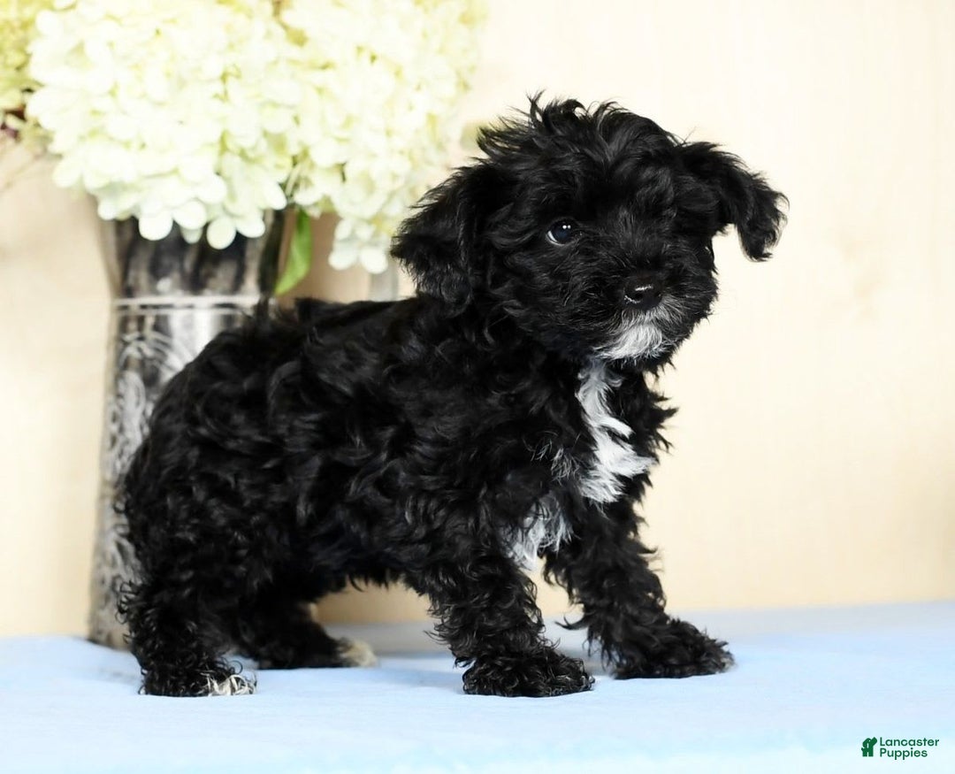 Yorkiepoo dogs for sale: Teddy - Image 8