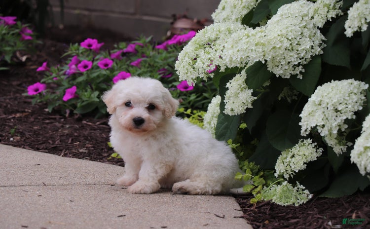 Bichon Frise dogs - Advert 40