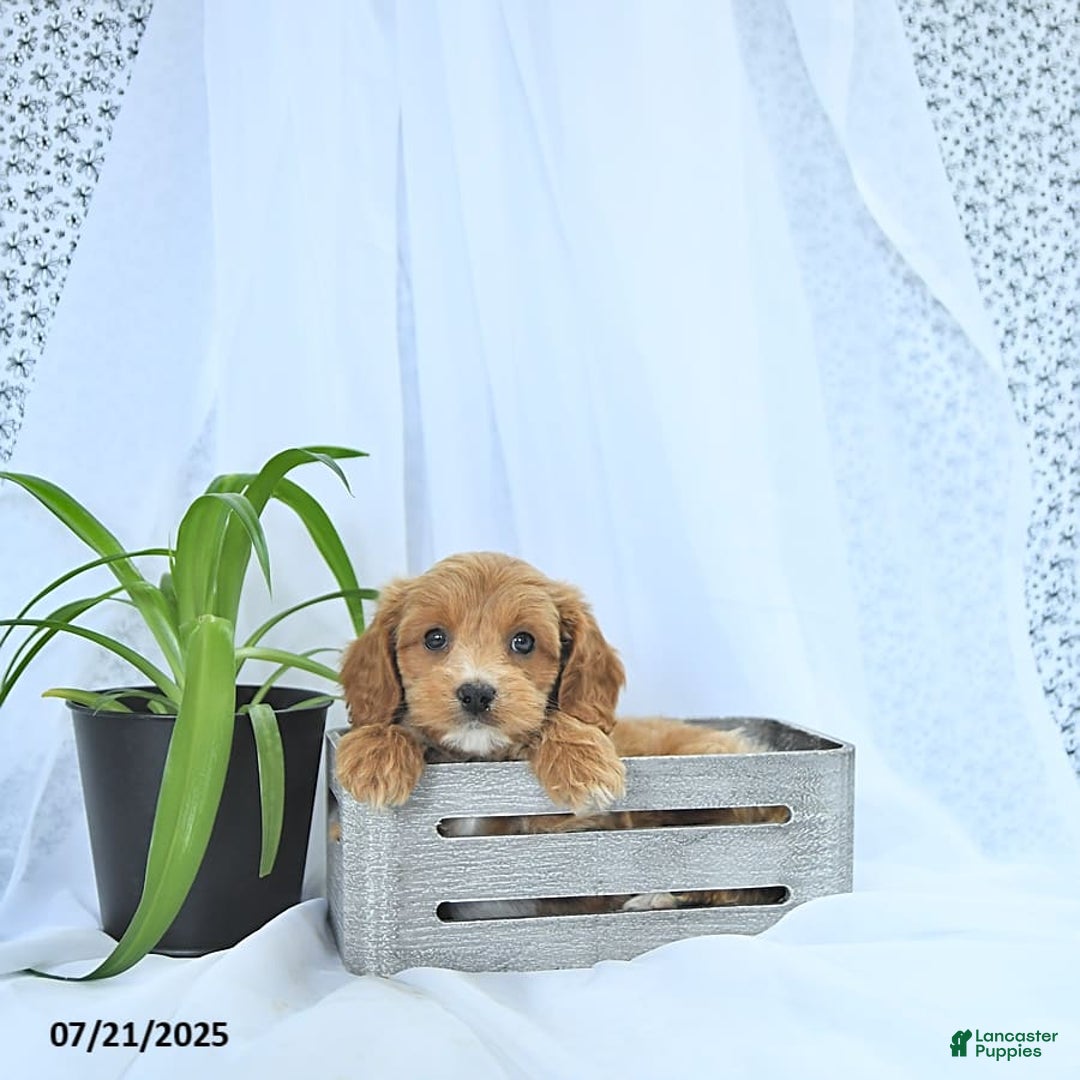 Cavapoo dogs for sale: Rhett - Image 5