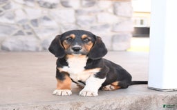 Basset Hound dogs for sale: Benny - Image 6