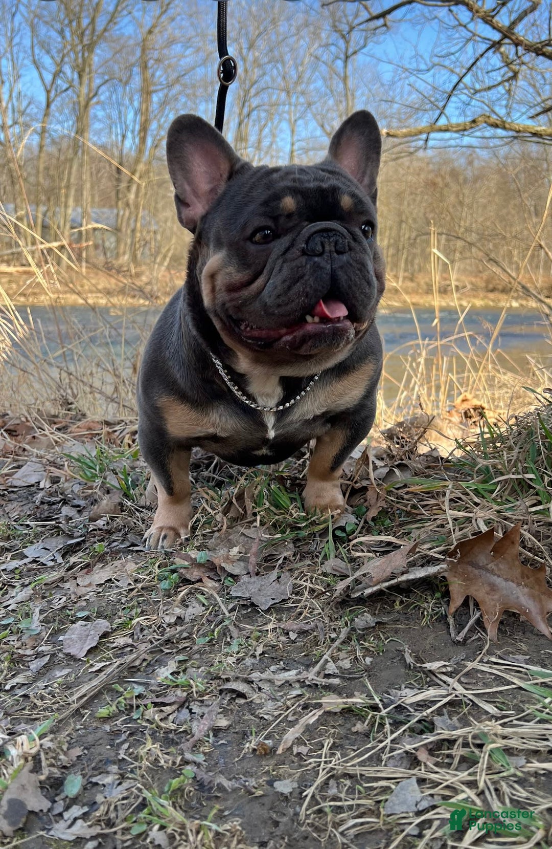 French Bulldog dogs for sale: Lonnie Leonidas - Image 1