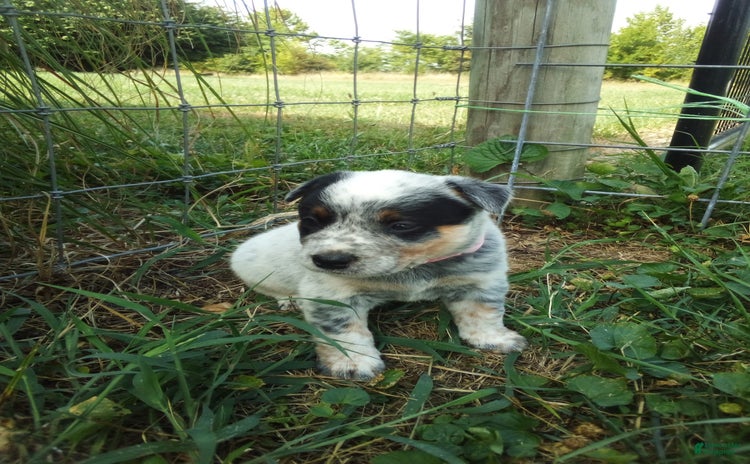 Australian Cattle Dog dogs for sale - Ad 4