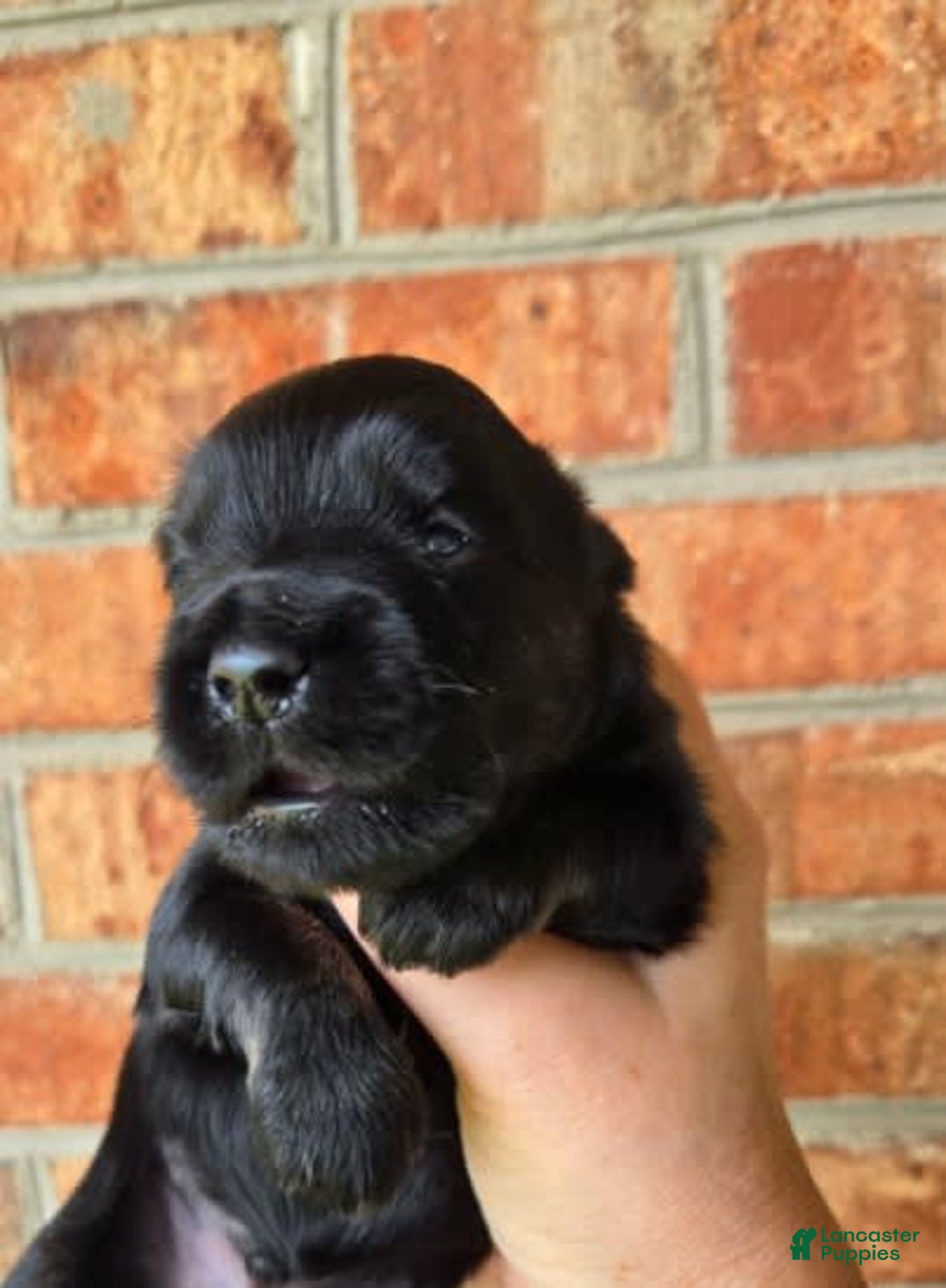 Miniature Schnauzer dogs for sale: Pup 1 - Image 6