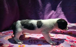 Border Collie dogs for sale: Dolly - Image 6
