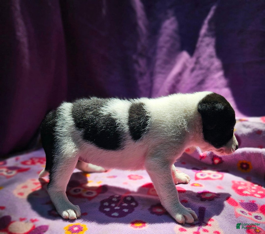 Border Collie dogs for sale: Dolly - Image 6