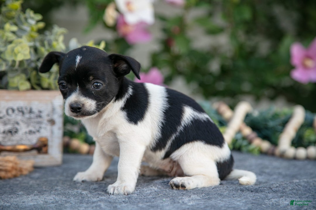 Chihuahua dogs for sale: Twinkie - Image 3