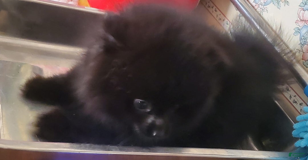 Pomeranian dogs for sale: Butterball - Image 3