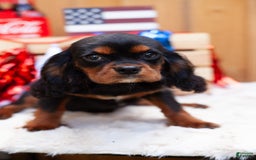 Cavalier King Charles Spaniel dogs for sale: Dylan - Image 1