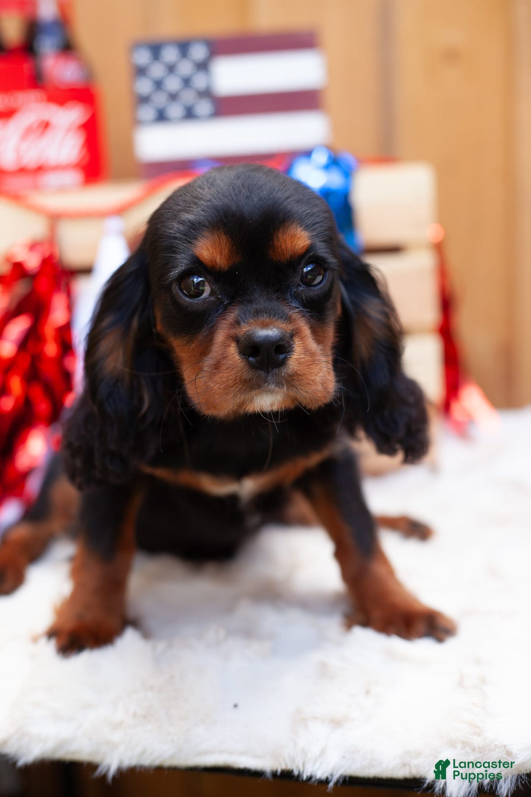 Cavalier King Charles Spaniel dogs for sale: Dylan - Image 1