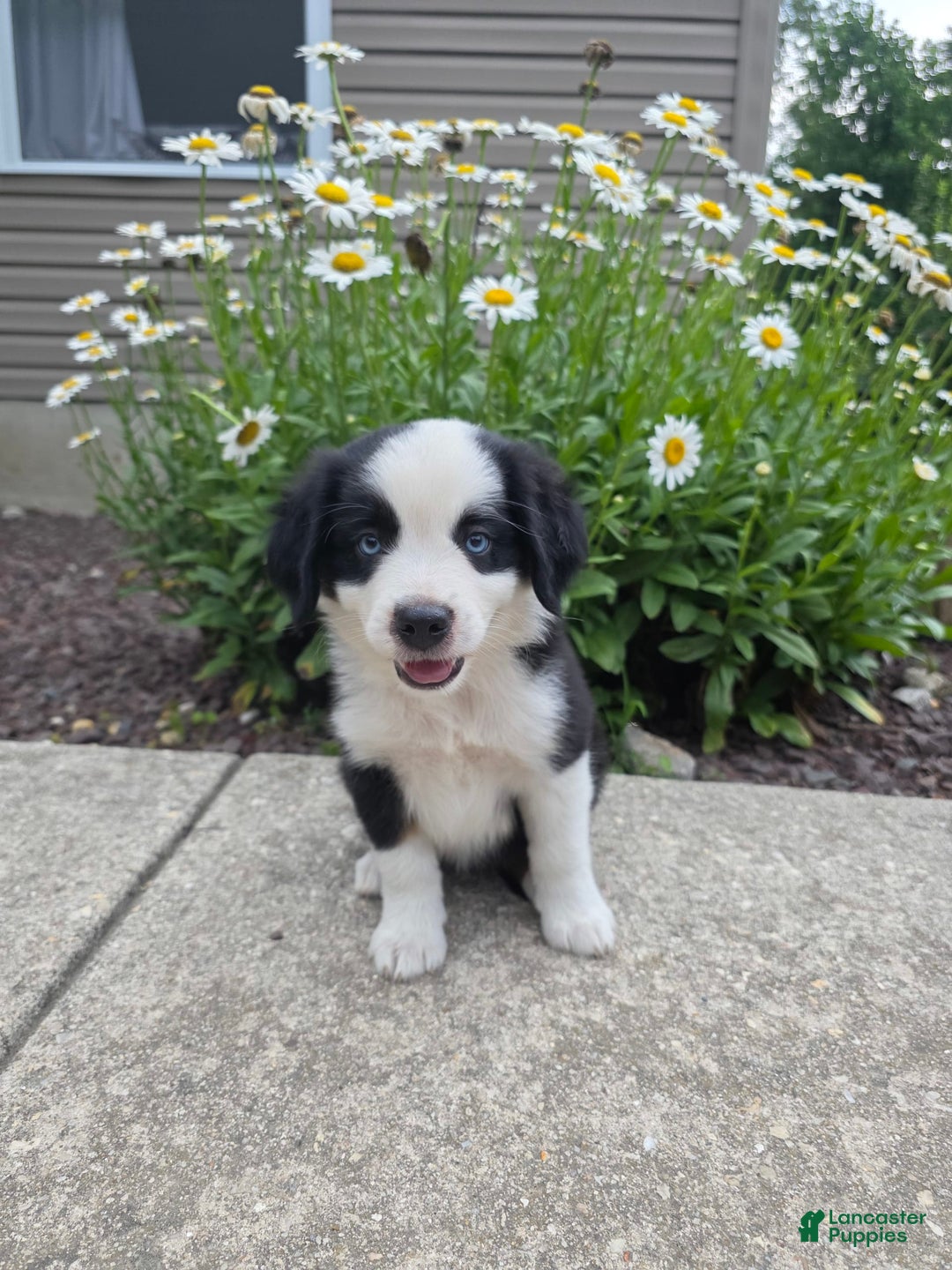 Miniature Australian Shepherd dogs for sale: Coby - Image 3