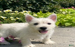 West Highland Terrier dogs for sale: Wynona - Image 7