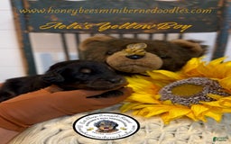 Mini Bernedoodle dogs for sale: Aelas Yellow Boy - Image 6