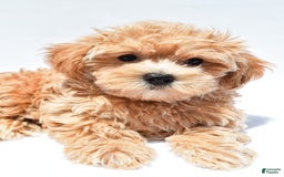 Maltipoo dogs for sale: Chloe - Image 9