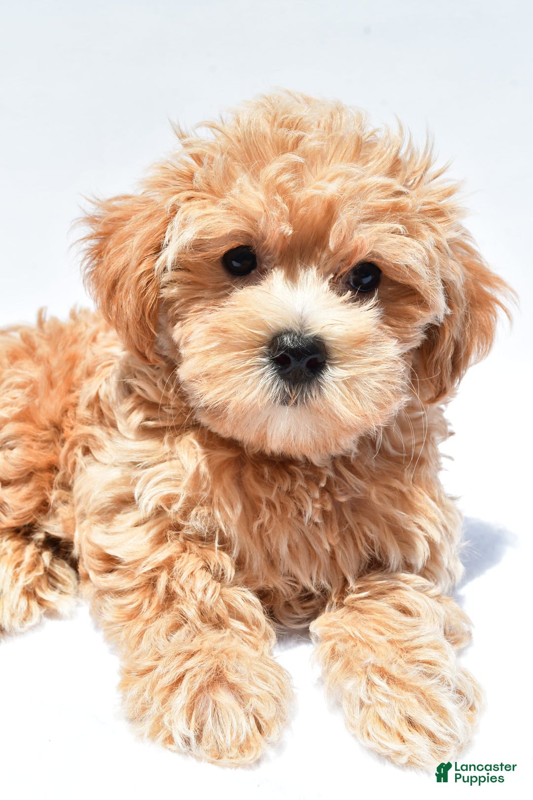 Maltipoo dogs for sale: Chloe - Image 9