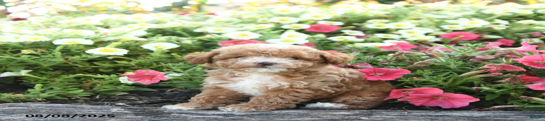Taffy