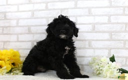 Mini Aussiedoodle dogs for sale: Blackie - Image 2