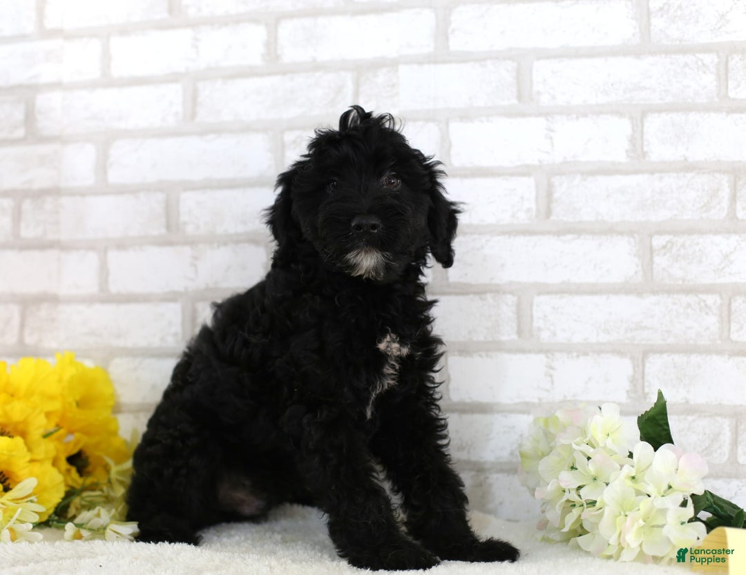 Mini Aussiedoodle dogs for sale: Blackie - Image 2