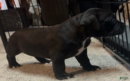 American Bully dogs for sale: Black Beauty - Image 3