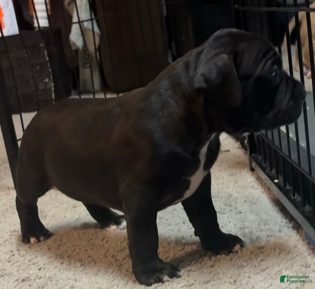 American Bully dogs for sale: Black Beauty - Image 3