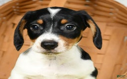 Miniature Dachshund dogs for sale: Buster - Image 3