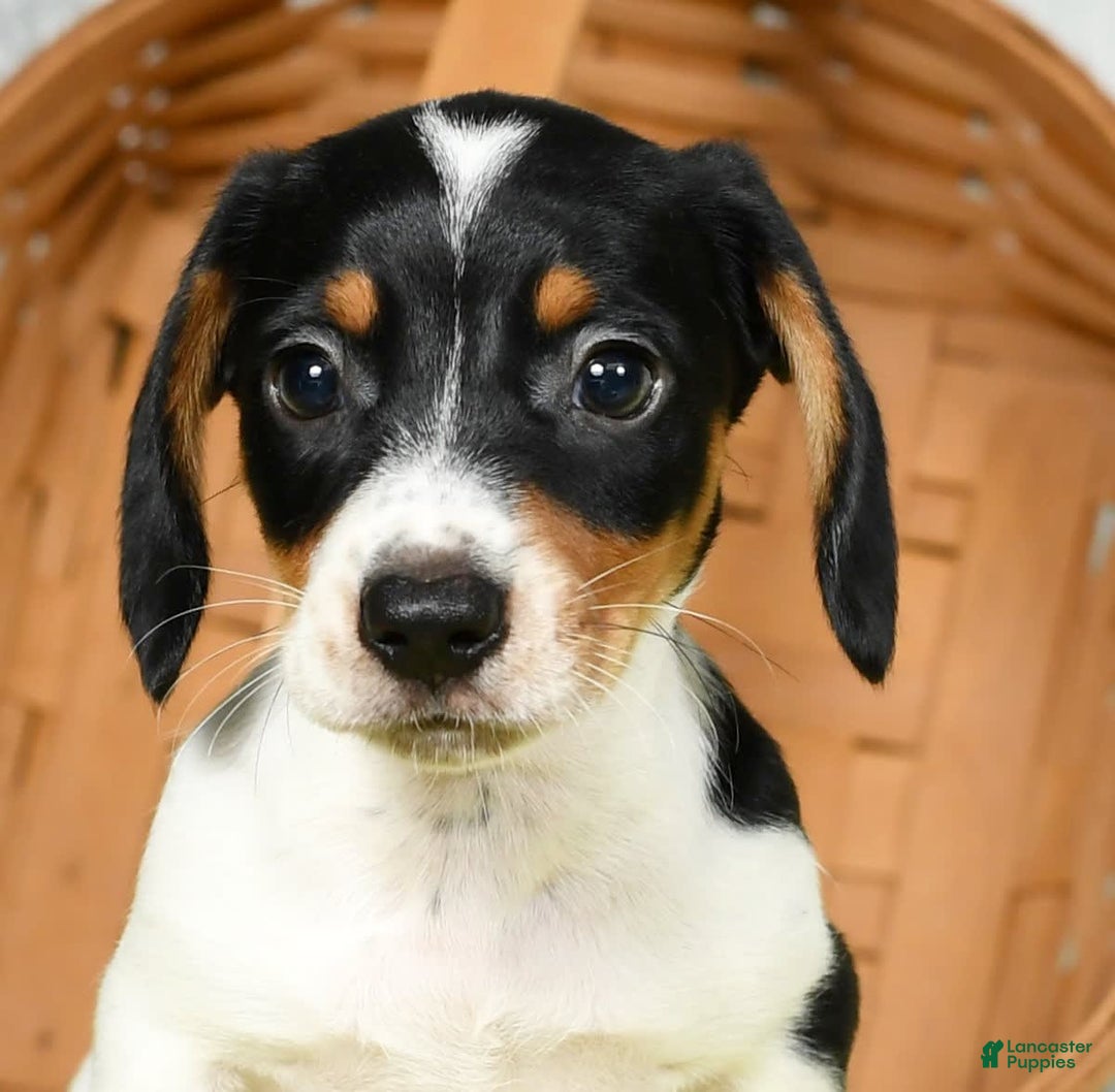 Miniature Dachshund dogs for sale: Buster - Image 3