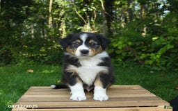 Australian Shepherd dogs for sale: Austin - Image 3