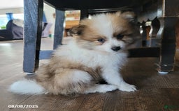 Pomeranian dogs for sale: Rambo - Image 6
