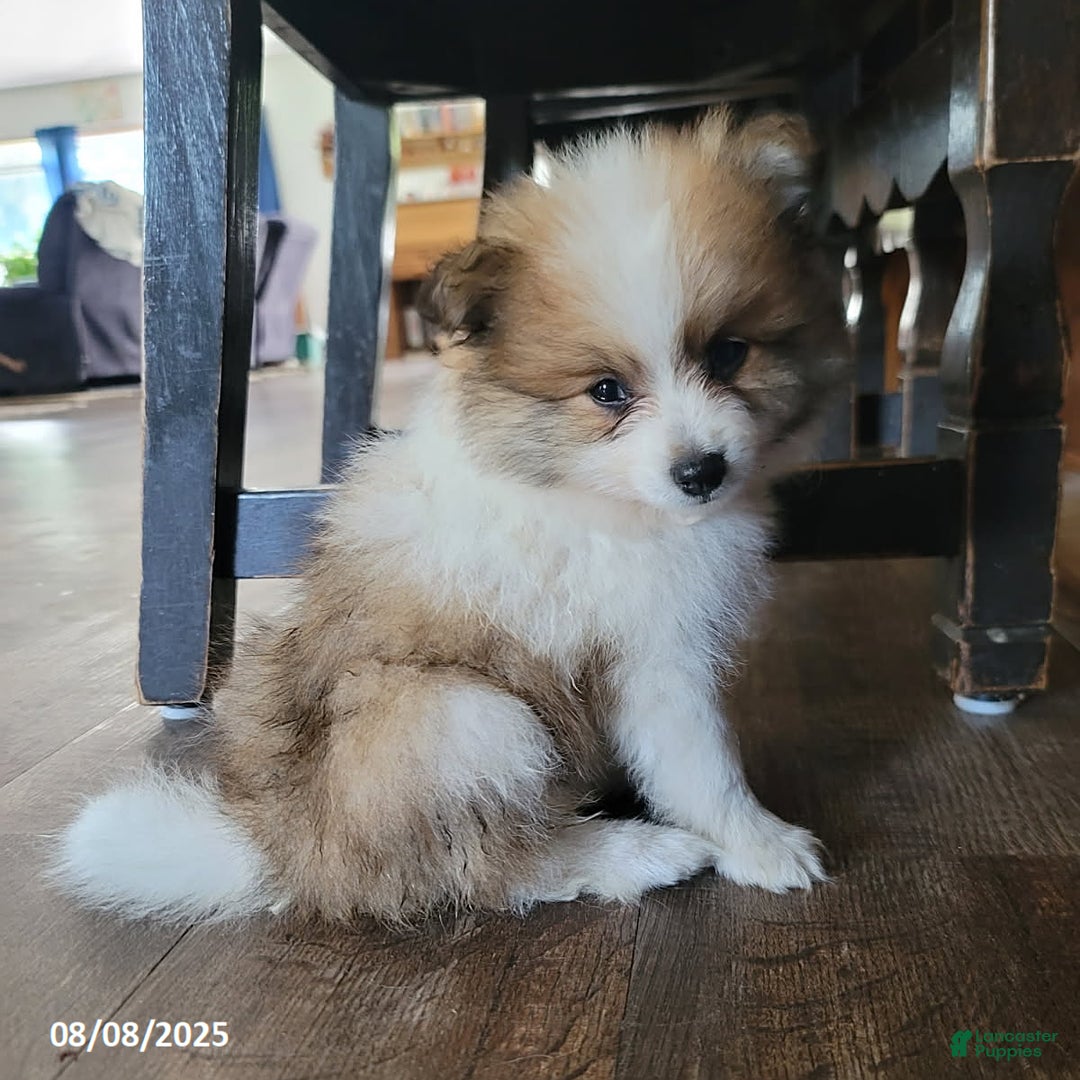 Pomeranian dogs for sale: Rambo - Image 6
