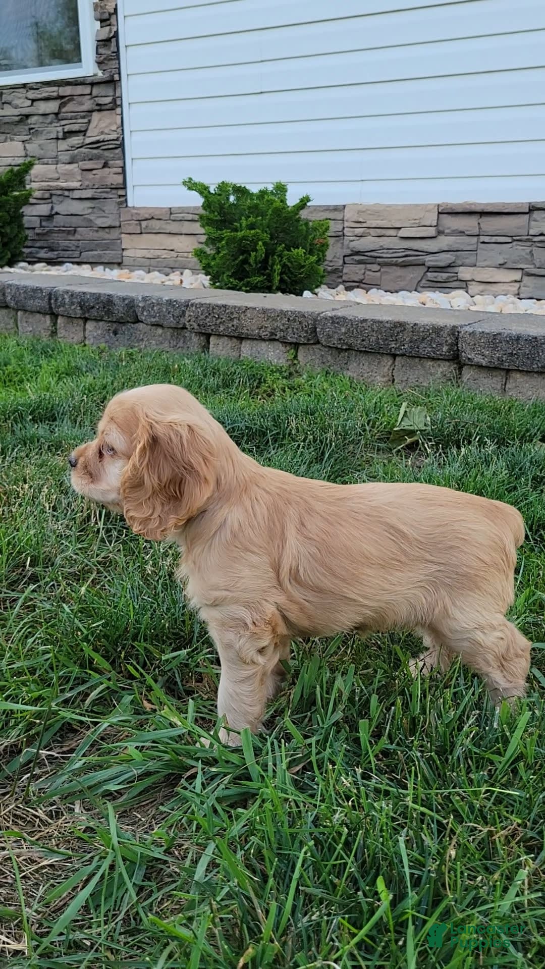 Cocker Spaniel dogs for sale: Bonnie - Image 5