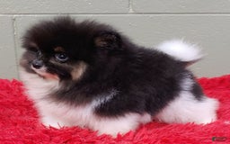 Pomeranian dogs for sale: Flynn - Image 3
