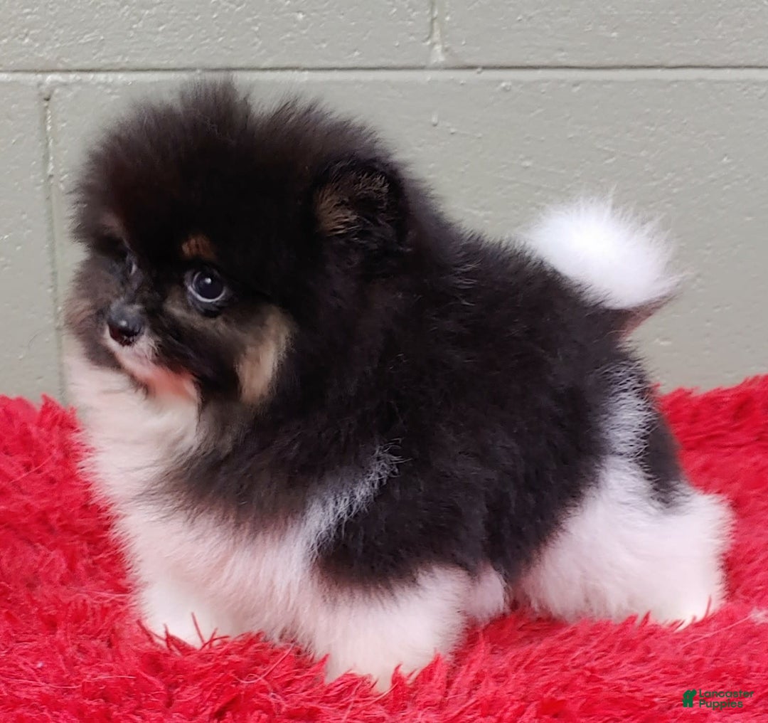 Pomeranian dogs for sale: Flynn - Image 3