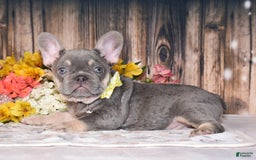 French Bulldog dogs for sale: French Bulldog 3 puppies - Image 4