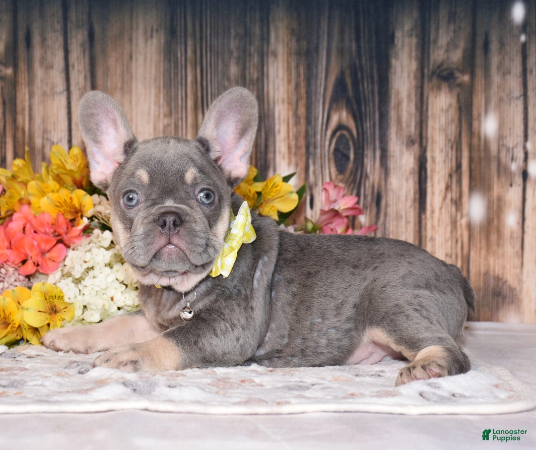 French Bulldog dogs for sale: French Bulldog 3 puppies - Image 4