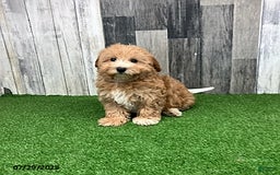 Maltipoo dogs for sale: Janice - Image 4