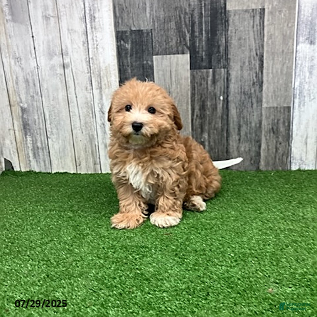 Maltipoo dogs for sale: Janice - Image 4