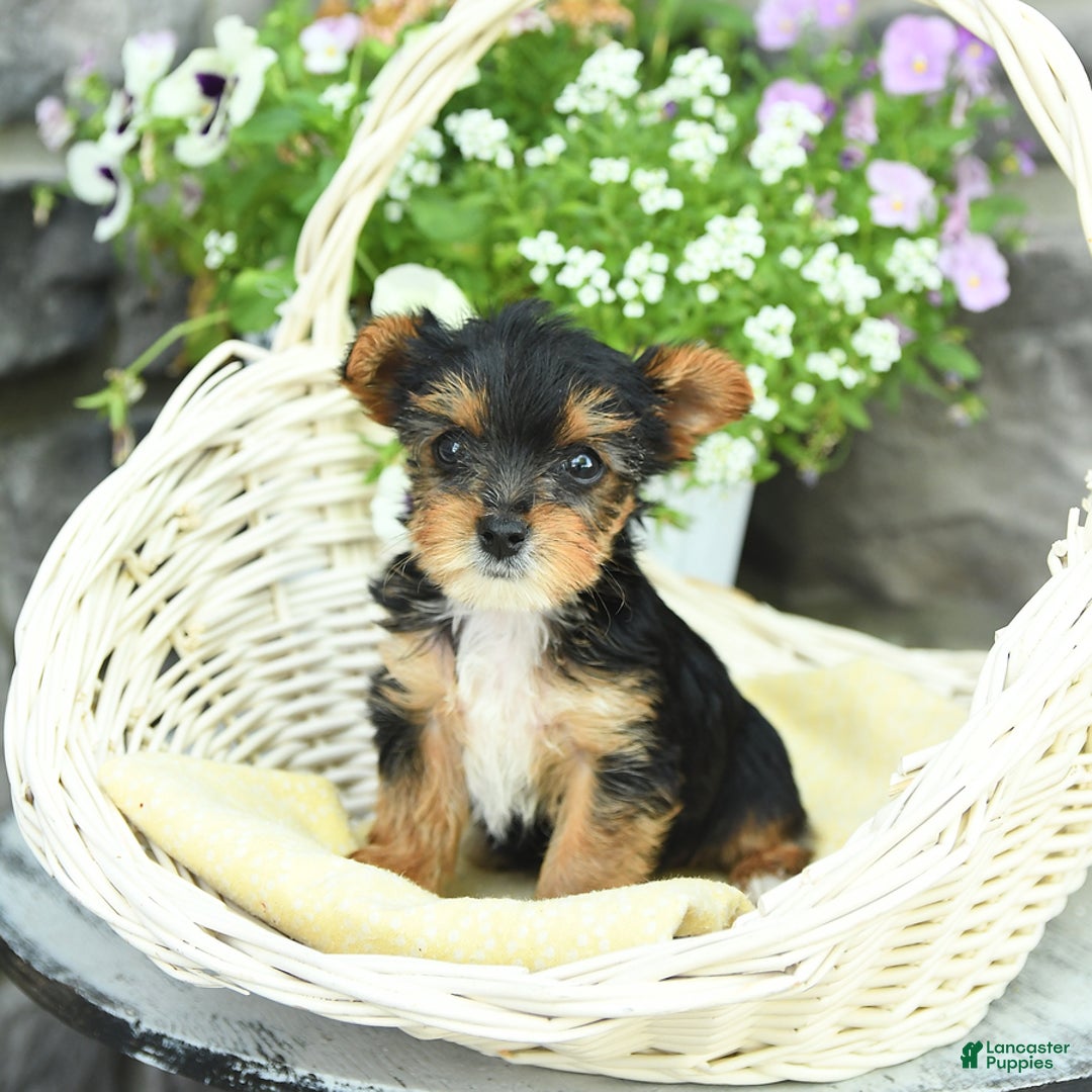 Yorkshire Terrier dogs for sale: Molly - Image 1