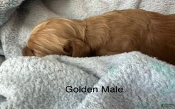 Mini Goldendoodle dogs for sale: Males Litter 2 - Image 20