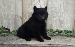 categoriesInfo:categoryAttributeOptions.pets.dogs.breed.belgianGroenendael dogs for sale: Onyx - Image 8