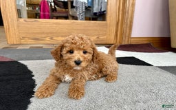 Cavapoo dogs for sale: Jaron F1b - Image 2