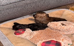 Miniature Schnauzer dogs for sale: Miniature Schnauzer 3 puppies - Image 3