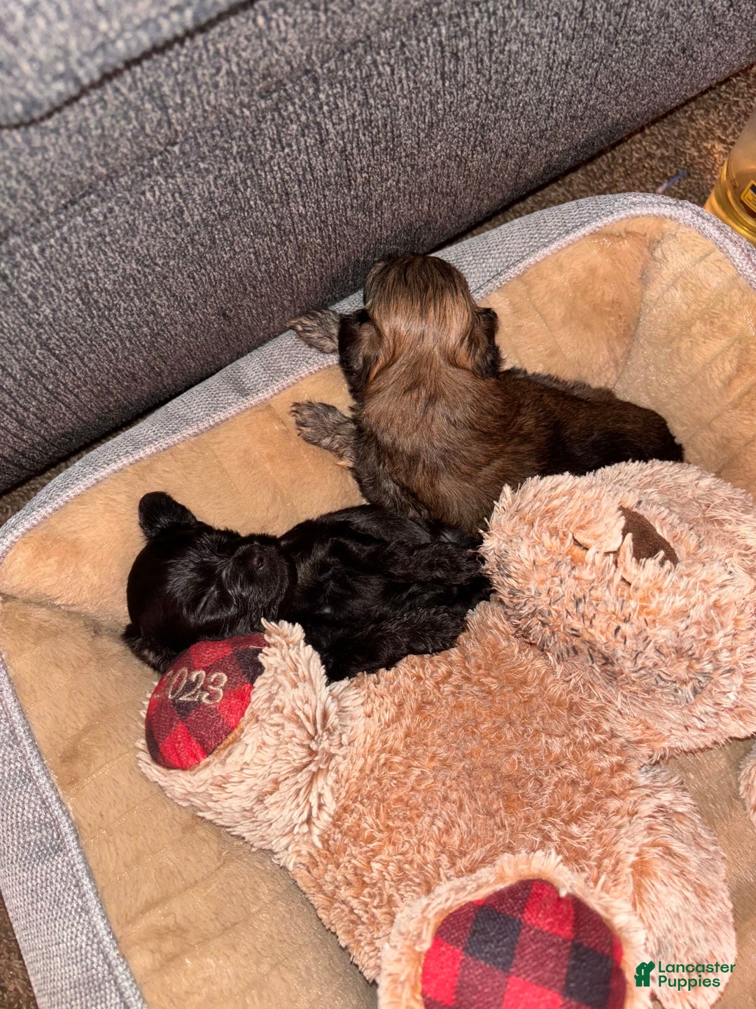 Miniature Schnauzer dogs for sale: Miniature Schnauzer 3 puppies - Image 3